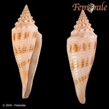 Image of Conasprella Thiele 1929