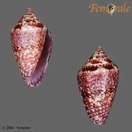 Image of Conasprella Thiele 1929