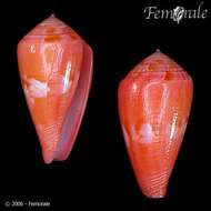 Image of Conus corallinus Kiener 1847