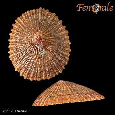 Image of Nacellidae Thiele 1891