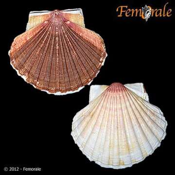 Image of Pecten O. F. Müller 1776