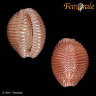 Image of Pseudopusula Fehse & Grego 2014