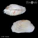 Image of irus clam