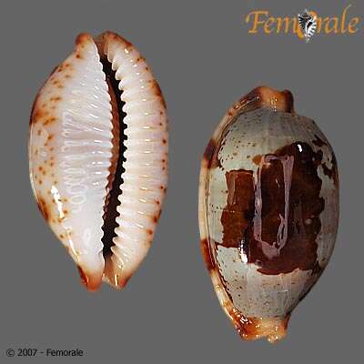 Image of <i>Cypraea stolida</i>