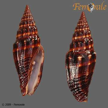 صورة Vexillum intermedium (Kiener 1838)