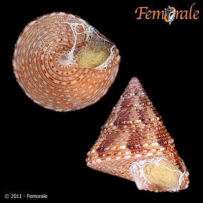 Image of Calliostoma tenebrosum Quinn 1992