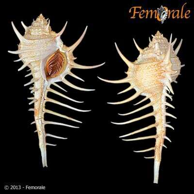 Image of Murex Linnaeus 1758