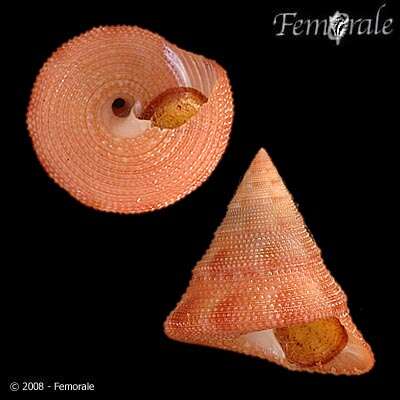 صورة Calliostoma fernandezi Princz 1978