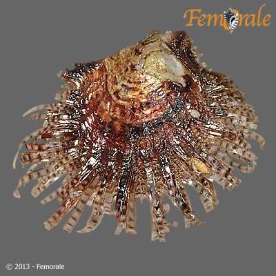 Image de Pterioidea Gray 1847