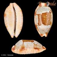 Image of <i>Cypraea stolida</i>