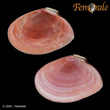 Image of tellin clam