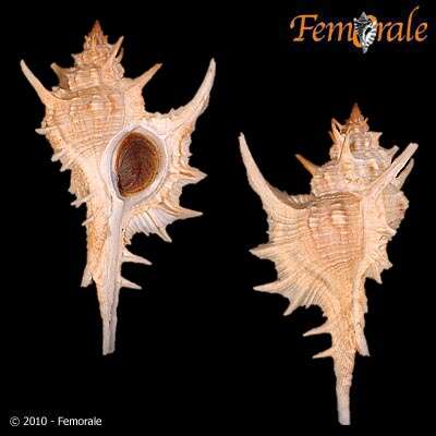 Image of <i>Chicoreus formosus</i> (Sowerby 1841)