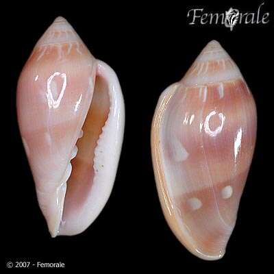 Image of Marginella Lamarck 1799