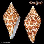 Image of cone snails