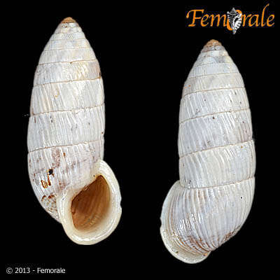 Image of Cerionidae