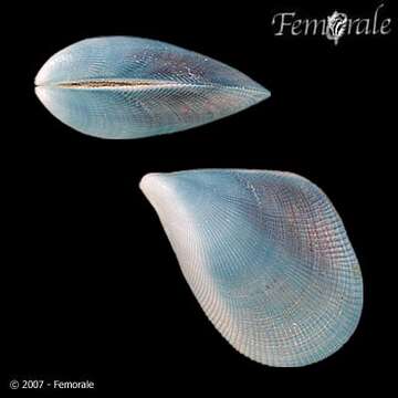 Image of Mytilida Férussac 1822