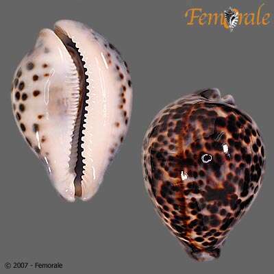 Image of tiger cowrie