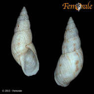 Image of Simpulopsidae