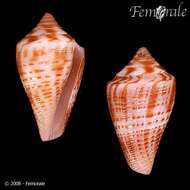 Image of Conus cingulatus Lamarck 1810