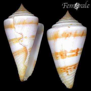 Conasprella Thiele 1929的圖片