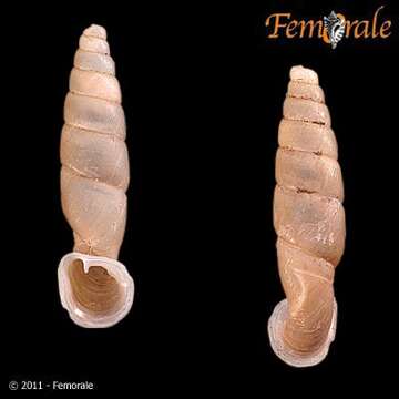 Image of <i>Tropidauchenia fischeri</i> Nordsieck 2002