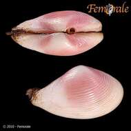 Image of <i>Corbula ovulata</i> Sowerby 1833