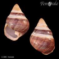 Image of achatinellid land snails