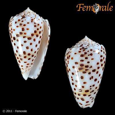 Image of cone snails