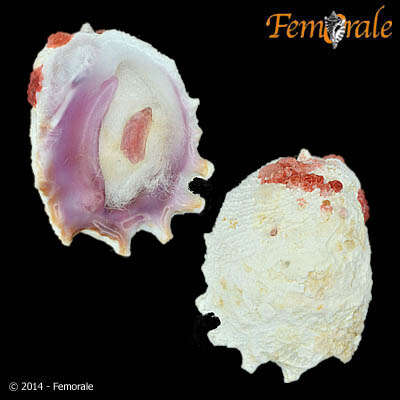 Image of Coralliophila H. Adams & A. Adams 1853