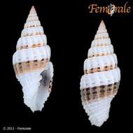 Image de Turbinelloidea Rafinesque 1815