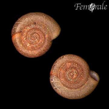 Image of ramshorn snails