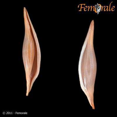 Image of Spindle Cowries