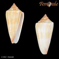 Image of Conus furvus Reeve 1843