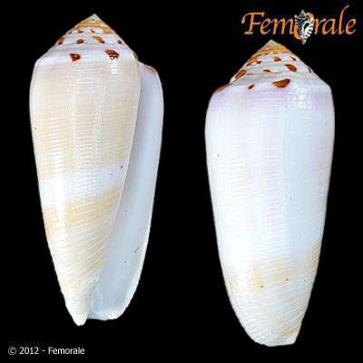 Image de Conus Linnaeus 1758