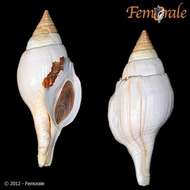 Image of Turbinellidae Swainson 1835