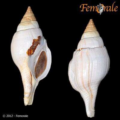 Image of Turbinellidae Swainson 1835