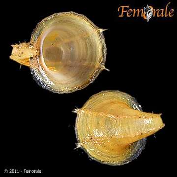 Image of Capuloidea J. Fleming 1822