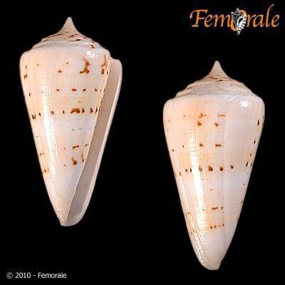 Image of cone snails