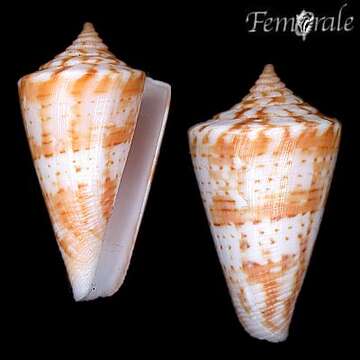 صورة Conus lemniscatus Reeve 1849