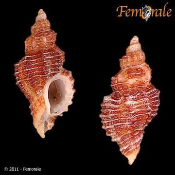 Image of Ocinebrina Jousseaume 1880