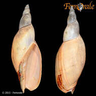 صورة Adelomelon ancilla (Lightfoot 1786)