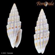 Vexillum intertaeniatum (G. B. Sowerby II 1874) resmi