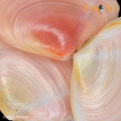 Image of sunset clams