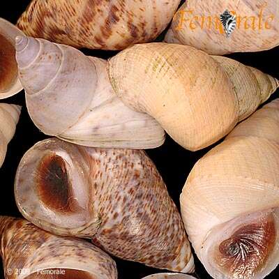 Image of Mangrove periwinkles