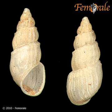 Image of Pomatiopsidae Stimpson 1865