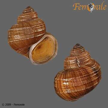 Image of river snails