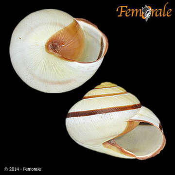 Image of Banded snails