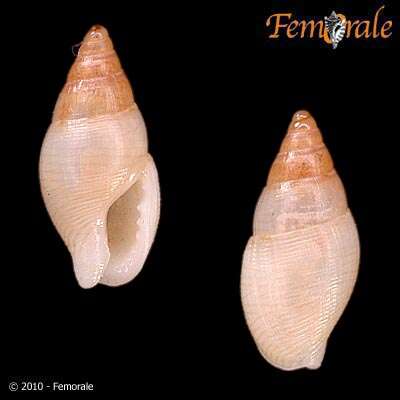 Image of Columbellidae Swainson 1840