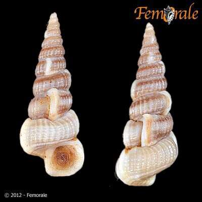 Image of unclassified Gastropoda