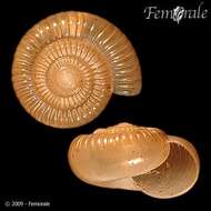 صورة Ariophantidae